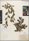 Foto von Salix myrsinifolia Salisb.